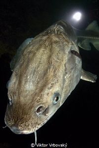 Russian Sturgeon by Viktor Vrbovský 